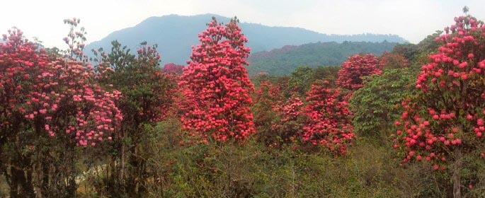 Versey Of Sikkim #AtoZchallenge - The Beauty Of Life