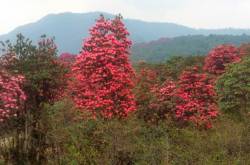 Versey of Sikkim #AtoZchallenge - The Beauty of Life