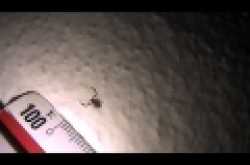 Very Small Size Scorpions (Smallest Scorpions World Wide)