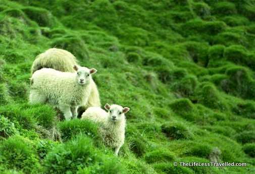 Vestmannaeyjar: The Westman Islands Of Iceland
