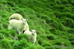 Vestmannaeyjar: the Westman Islands of Iceland