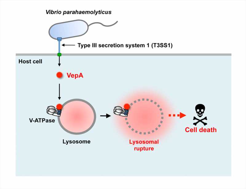 Vibrio Parahemolyticus Is Seen In Undercooked: