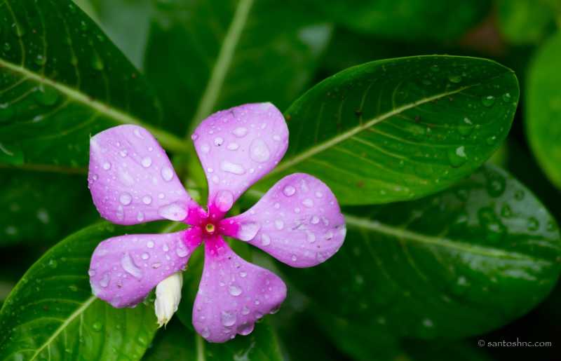 Vinca Rosea