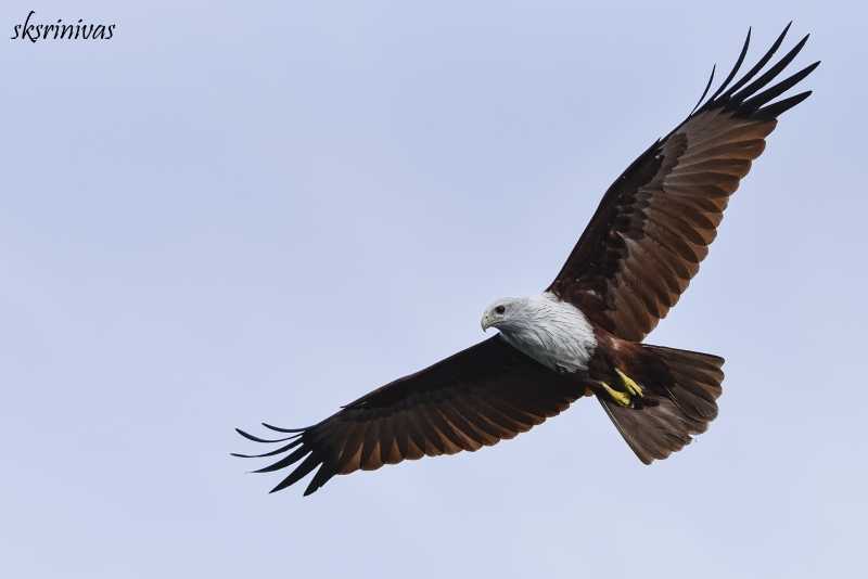 Vishnu’s Vehicle …