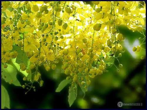 Vishu Wishes