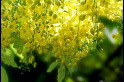 Vishu wishes