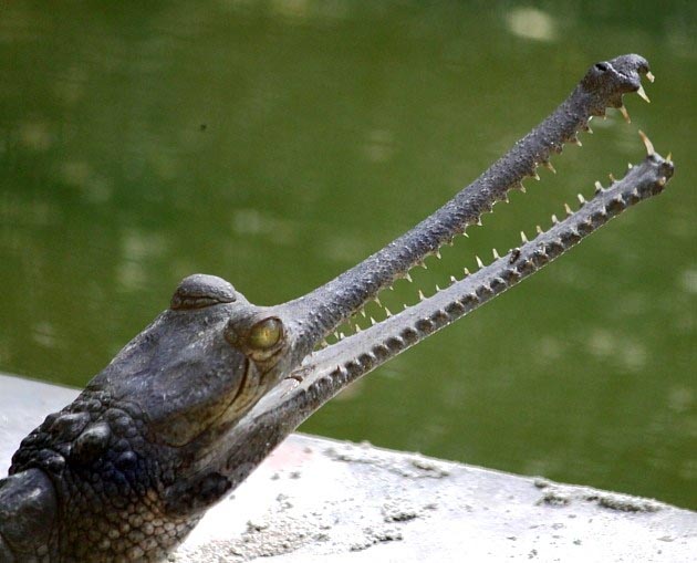 Visit To Gharial Breeding Center Lucknow - Wildtravellers.in