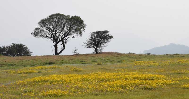 Visit To The Kaas Plateau And The Sahyadri Range