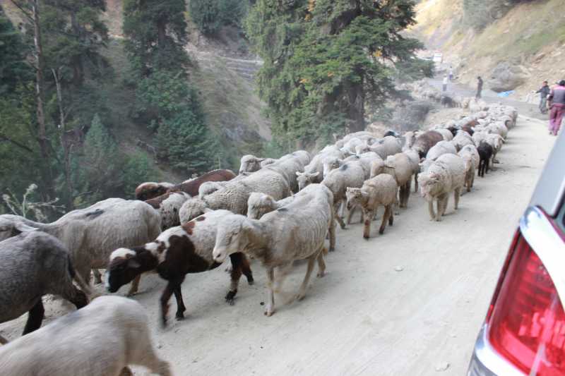 Visiting Heaven On Earth -Kashmir Valley - Pahalgam - VI And Final Part