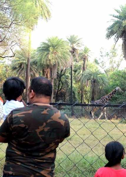 Visiting Mr. Giraffe