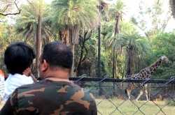 Visiting Mr. Giraffe