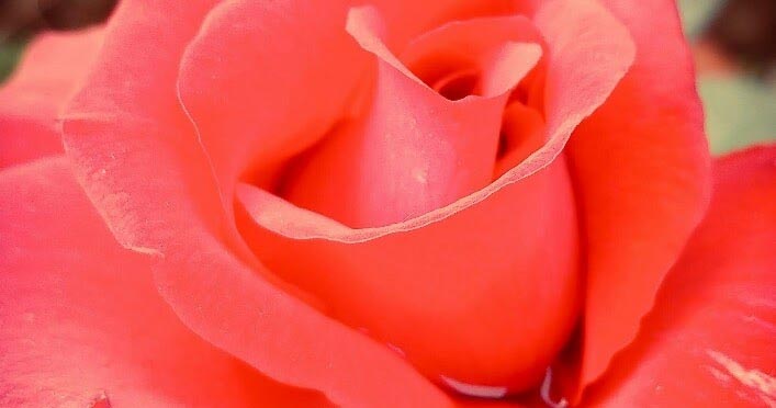 Wallpaper For Mobile | Valentine