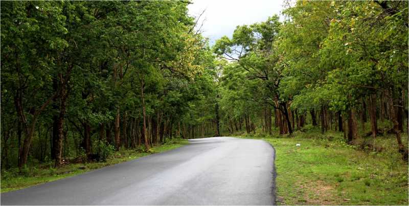 Wandering Through Wayanad