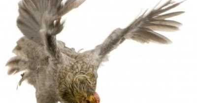 Want To Be A Chicken Or An Eagle?