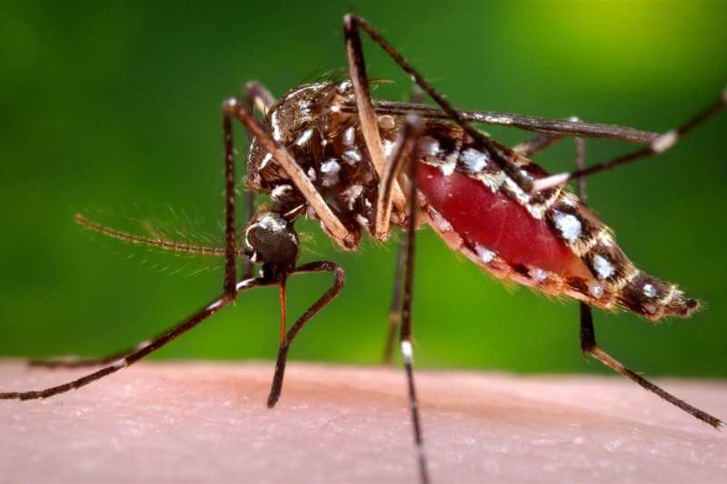 Warning Symptoms Of Dengue