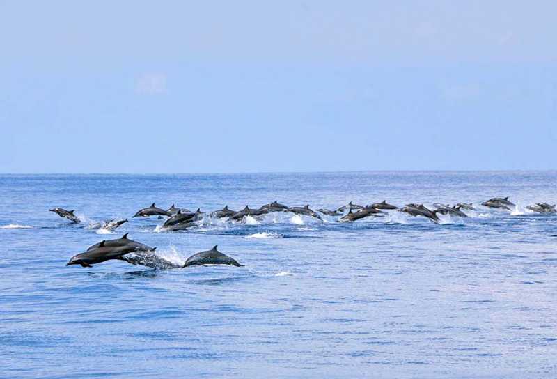Watching Blue Whale And Dolphins At Mirissa