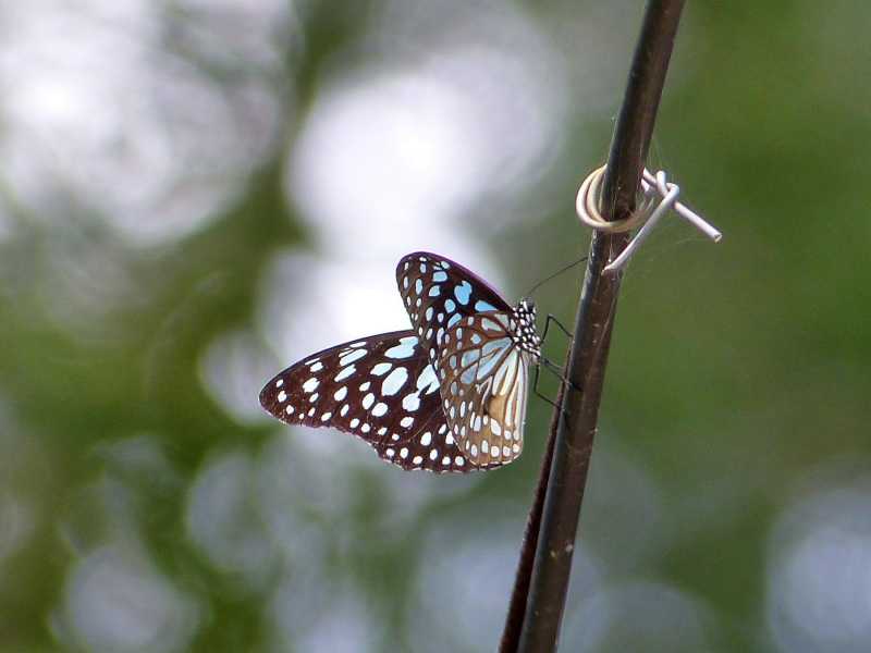 Watching Butterflies - Field Lessons From Rishi Valley