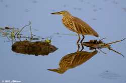 Water Birds from Alappuzha