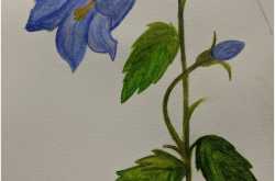 Watercolour- Bluebells | Rashmi & I