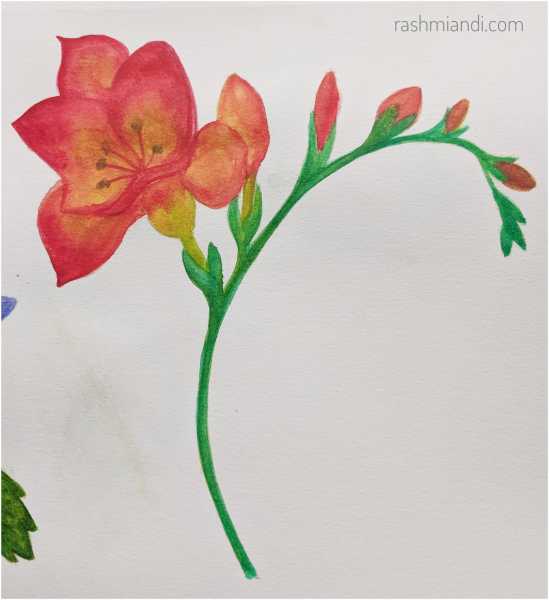 Watercolour- Freesia | Rashmi & I