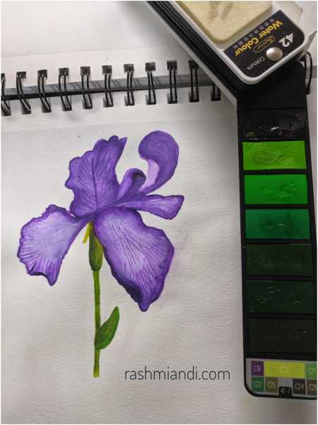 Watercolour- Iris | Rashmi & I