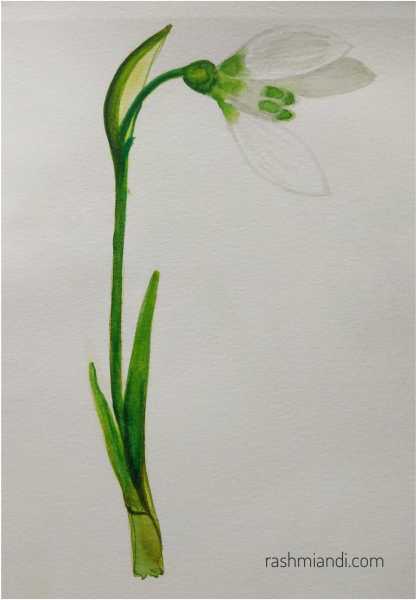 Watercolour- Snowdrop | Rashmi & I