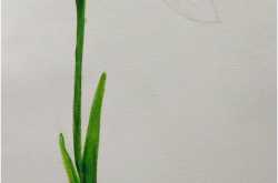 Watercolour- Snowdrop | Rashmi & I