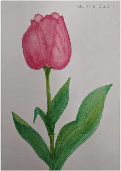 Watercolour- Tulip | Rashmi & I