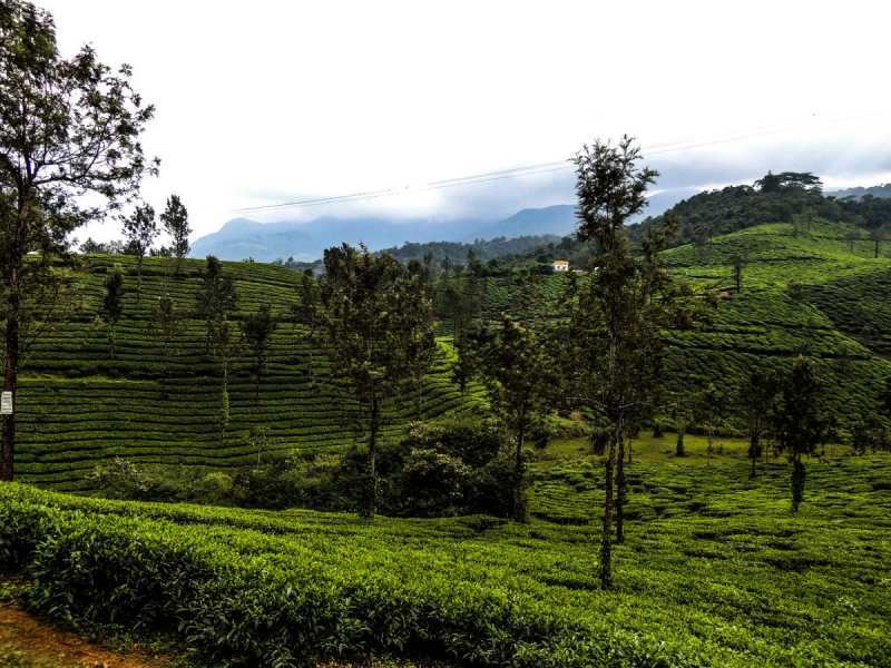 Wayanad The Spice Box - Rathina