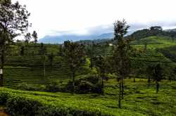 Wayanad the spice box - Rathina\