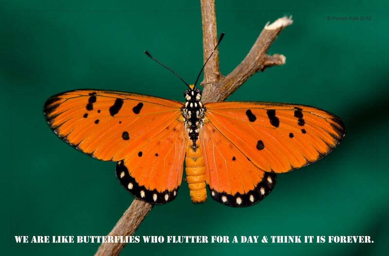 We Are Like Butterflies !