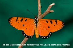 We are like butterflies !