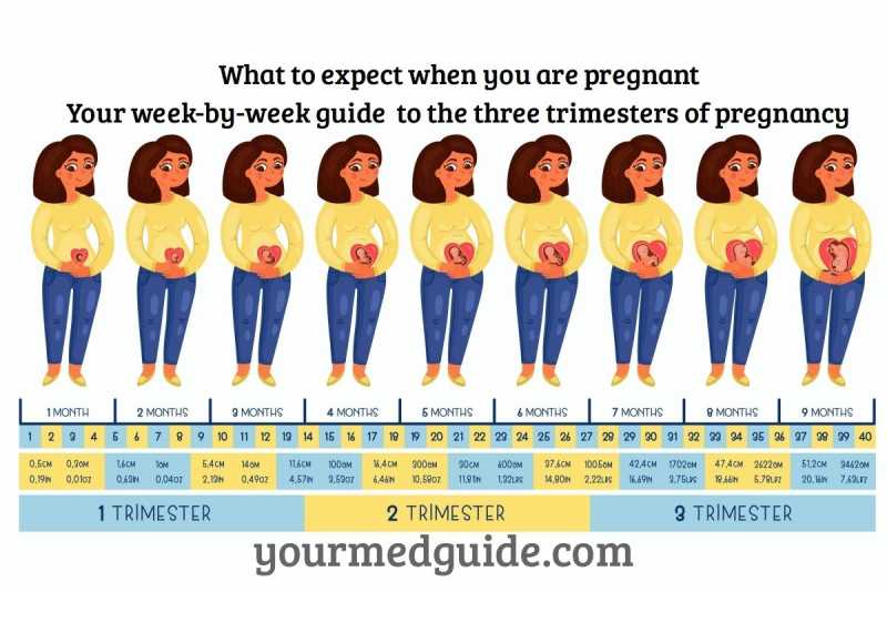 Week By Week Pregnancy Guide - What To Expect When You Are Pregnant