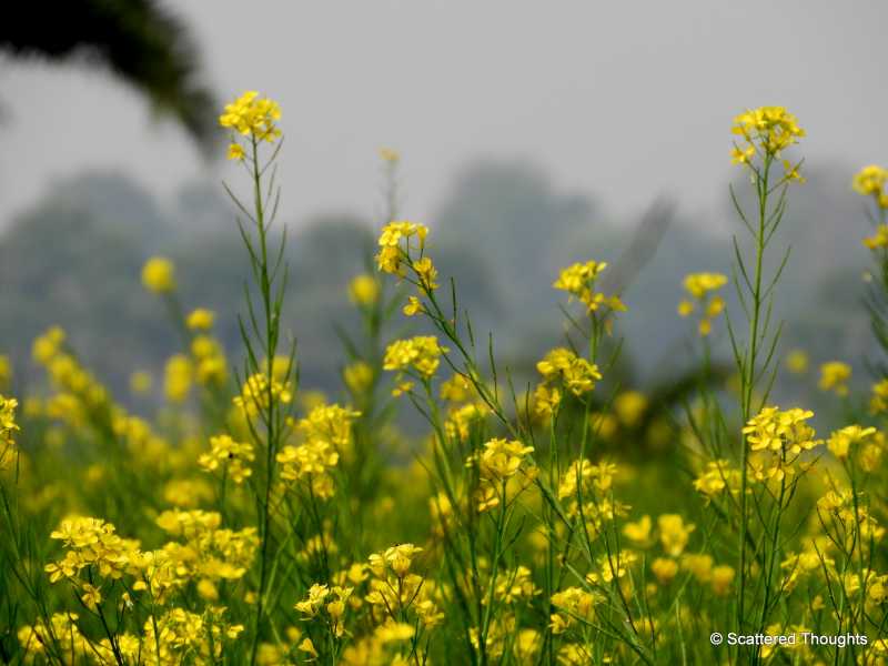 Weekend Destination From Kolkata: Shantiniketan, The Abode Of Peace