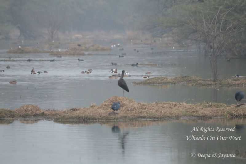 Weekend To-Dos In Delhi / NCR - Bird-Watching In Basai Wetlands & Sultanpur National Park - Wheels On Our Feet