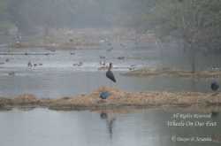 Weekend To-Dos in Delhi / NCR - Bird-Watching in Basai Wetlands & Sultanpur National Park - Wheels On Our Feet