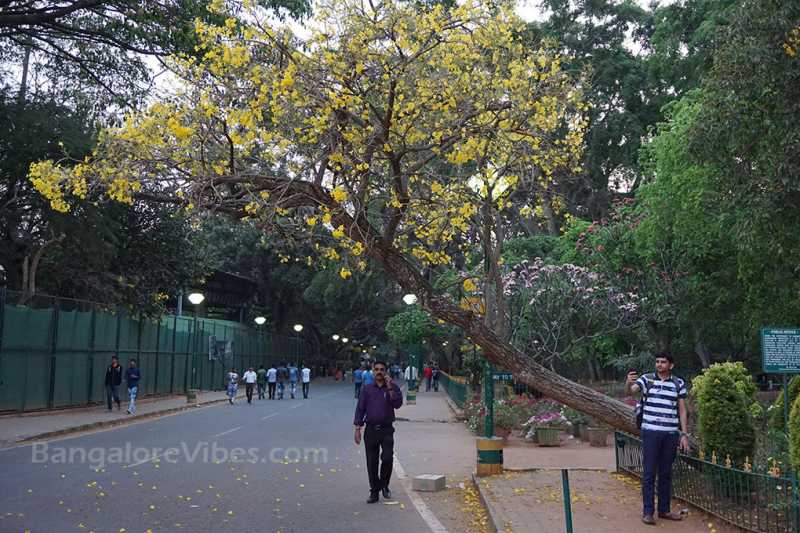 Weekend In Cubbon Park