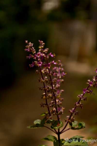 Weekly Photo Challenge : Free Spirit