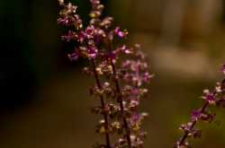 Weekly Photo Challenge : Free Spirit