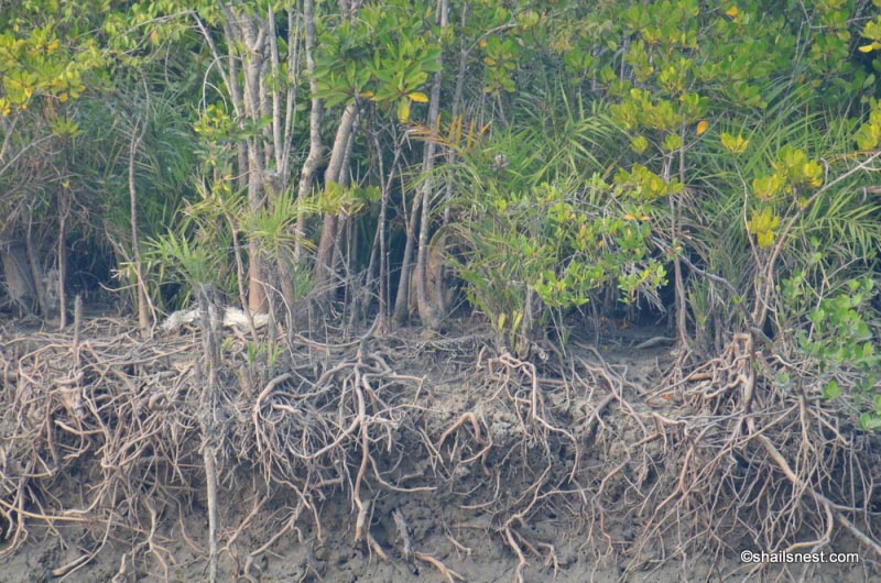 Weekly Photo Challenge: Twisted