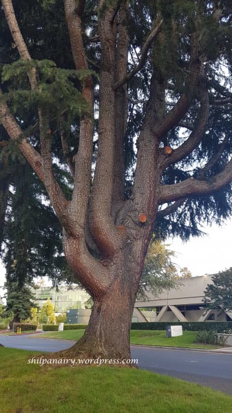 Well Groomed #ThursdayTreeLove