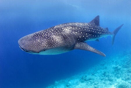 Whale Shark - Biggest Fish In The World