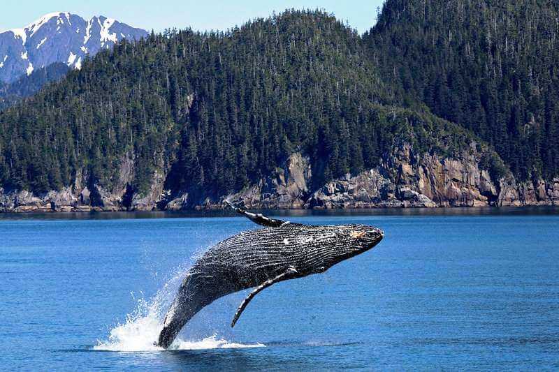 Whale Watching Guide On Vancouver Island North, BC, Canada - Trekkerpedia
