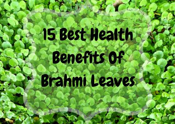 What Are The Best Health Benefits Of Brahmi Leaves - Lifestylica