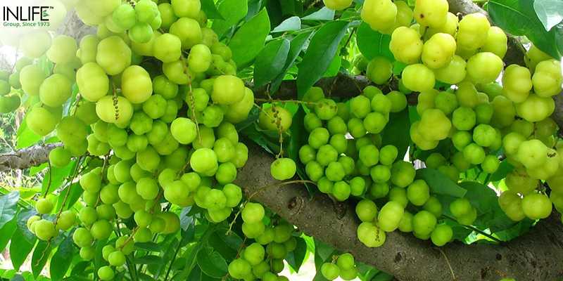 What Are The Health Benefits Of Amla - InlifeHealthCare