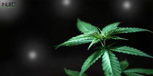 What Is CBD? What Are The Benefits Of CBD? - InlifeHealthCare