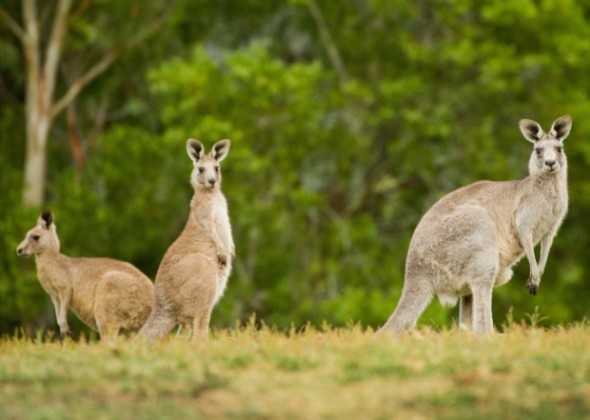 What Makes Australia The Perfect Place For Wildlife Holidays? |