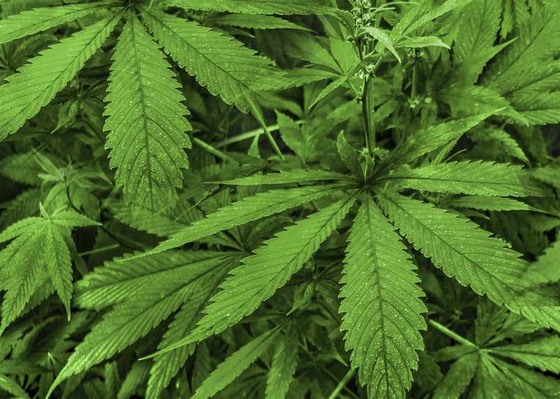 What Should I Know About Using Medical Marijuana For Anxiety? - TherapyCable