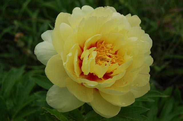 What Are The Best Peony Colors For My Garden?