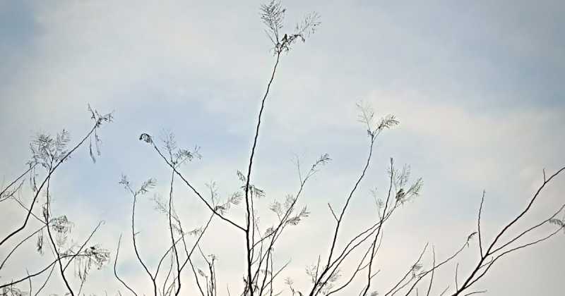 What Does Morning Walk Mean To You?